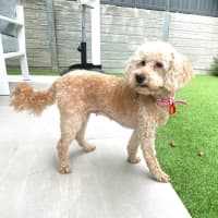 Photo of Sweet Little Lily