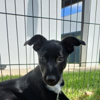 Photo of Jasmine
