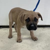 Photo of Bogey