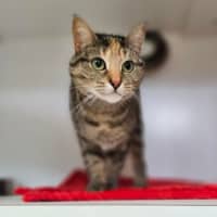 Photo of Senili