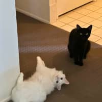Photo of Nessa Rose And Shen Shen