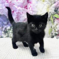 Photo of Wednesday   Located In Ashburton