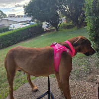 Photo of Nala 