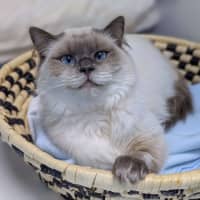 Photo of Miss Kitten