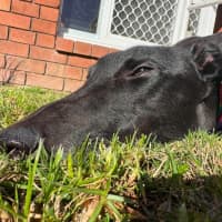 Photo of Chance, The Greyhound