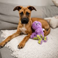 Photo of Tulip
