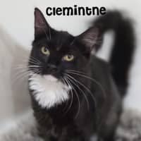 Photo of Clementine