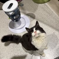 Photo of Catman