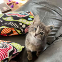 Photo of Pip