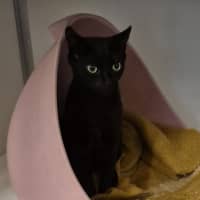 Photo of Cinder