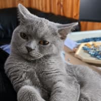 Photo of Whisper