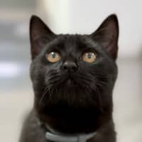 Photo of Ebony (8999)