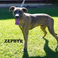 Photo of Zephyr