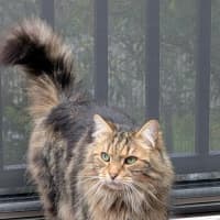 Photo of Jax