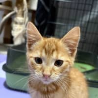 Photo of Wally West **2nd Chance Cat Rescue**