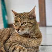 Photo of Willow