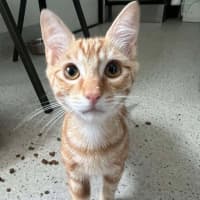 Photo of Pappardelle