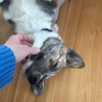 Photo of Rocky   1 Year Old Cardigan Corgi