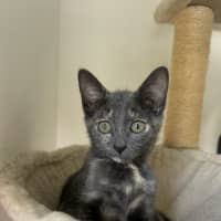 Photo of Rhubarb