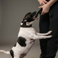 Photo of Buddy