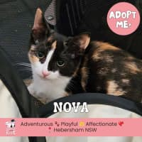 Photo of Nova