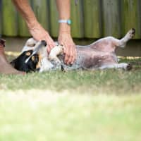 Photo of Pretzel