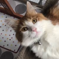Photo of Nemo