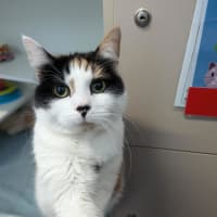 Photo of Ponyo