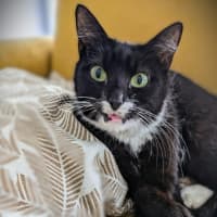 Photo of Stevie Mitts