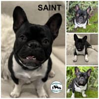 Photo of Saint 