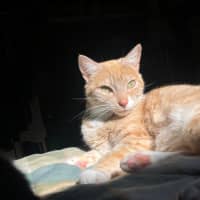 Photo of Bella Meet Me@Petstock Mornington Store Nepean Hwy