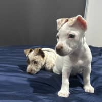 Photo of Gyn (Was Luna)