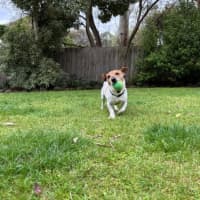 Photo of Rusty Kumara