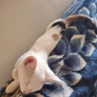 Photo of Pearl