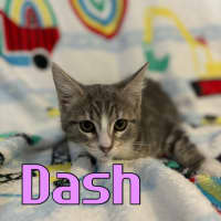 Photo of Dash