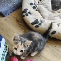 Photo of Sugar