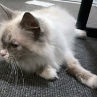 Photo of Dolly