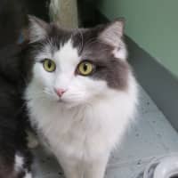 Photo of Dorian Gray