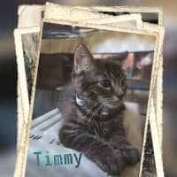 Photo of Timmy
