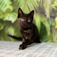 Photo of Piper   Located In Frankston