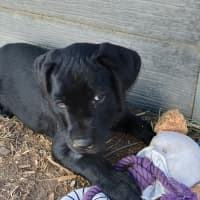 Photo of Theo (Gray Collar)