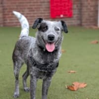 Photo of Abigail