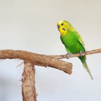 Photo of Blu