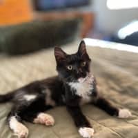 Photo of Honesty Black