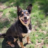 Photo of Pixie