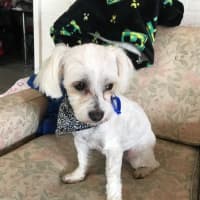 Photo of Pear & Coco   1.5 Year Old Maltese X Shih Tzu