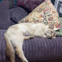 Photo of Hadley 🩷