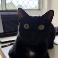 Photo of Dahlia