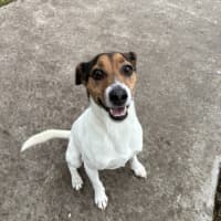 Photo of Jackjack