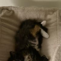 Photo of Bumblebee